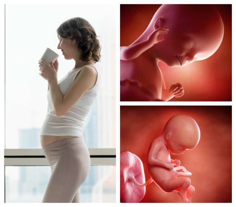 17 недель беременности - размер плода. что происходит с малышом и мамой?