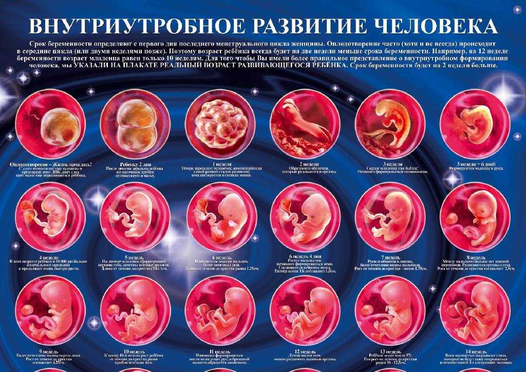 Первые признаки беременности: ранние симптомы на первых неделях / mama66.ru