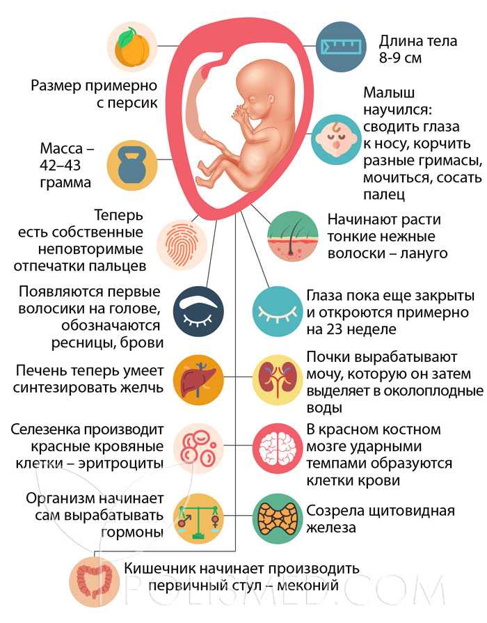 14 неделя беременности: что происходит в животе, фото плода
