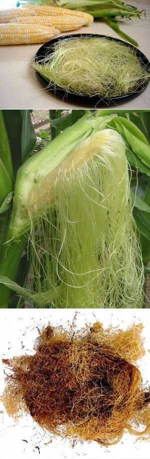 Отвар початков кукурузы лечебные свойства