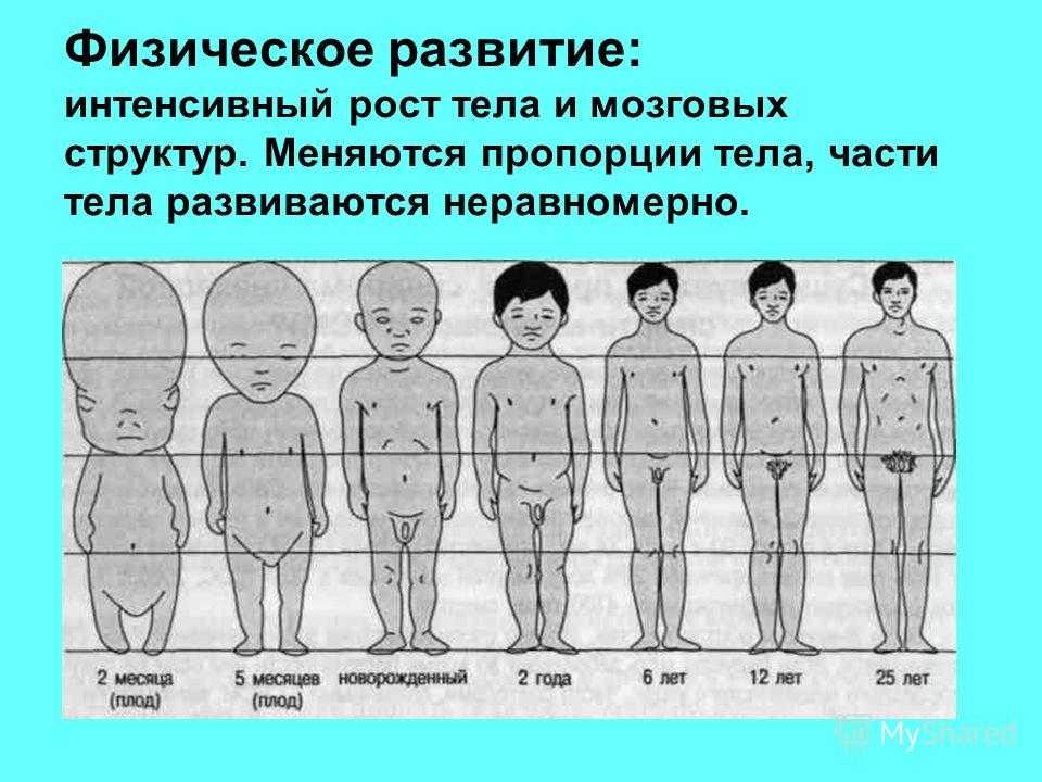 Остановился рост что делать. Развитие мальчика. Пропорции тела мальчика. Как развиваются мальчики. Пропорции взрослого человека и ребенка.