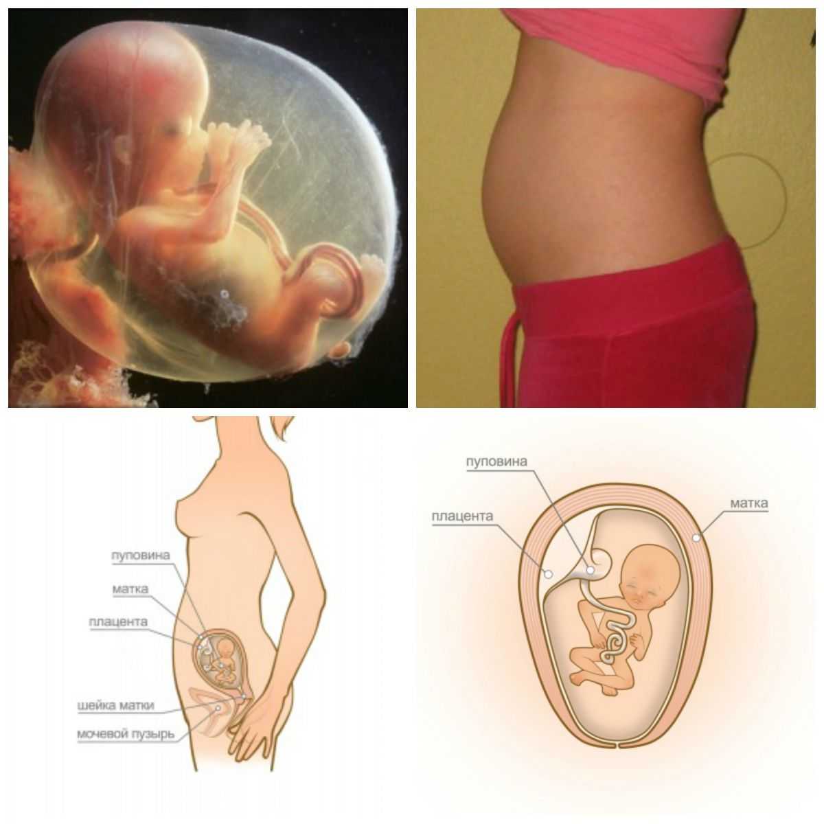 14 недель беременности: что происходит с мамой и малышом?