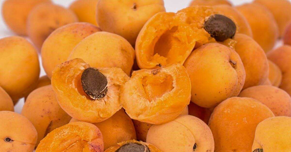 Можно абрикосы при беременности и вскармливании – чем опасны эти фрукты? абрикосы кормящим мамам – полезны или нет