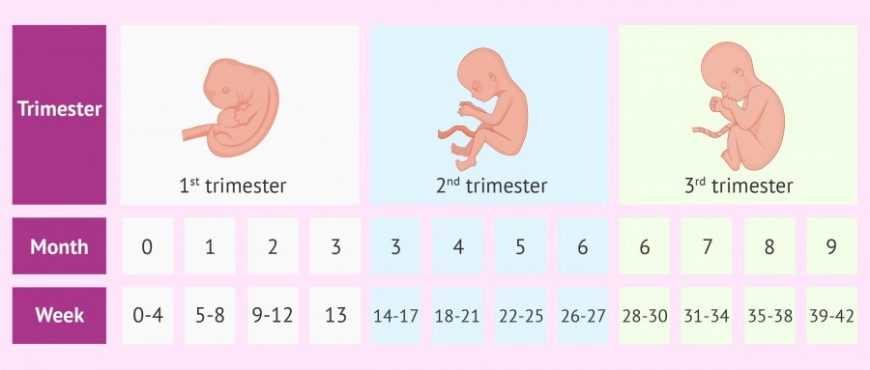Развитие и размеры плода на 20 неделе беременности (18 фото): что происходит с малышом, вес и как выглядит ребенок, тазовое и поперечное предлежания, ощущения и нормы