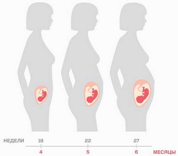 Подробно о 18 неделе беременности: что происходит, ощущения, шевеления, второе скрининговое узи, развитие плода, фото, видео    - календарь беременности