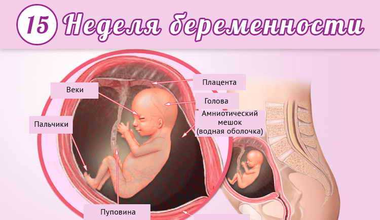 15 неделя беременности: что происходит с малышом и мамой, фото, развитие плода