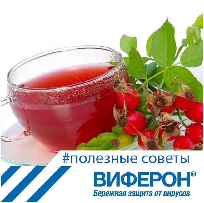 Шиповник - это один из самых лечебных плодов: польза и вред царь-ягоды