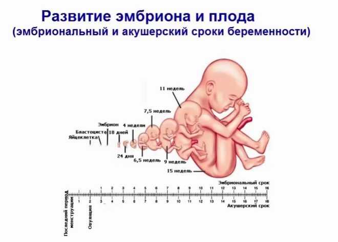 3 неделя беременности: что происходит с эмбрионом и будущей мамой?