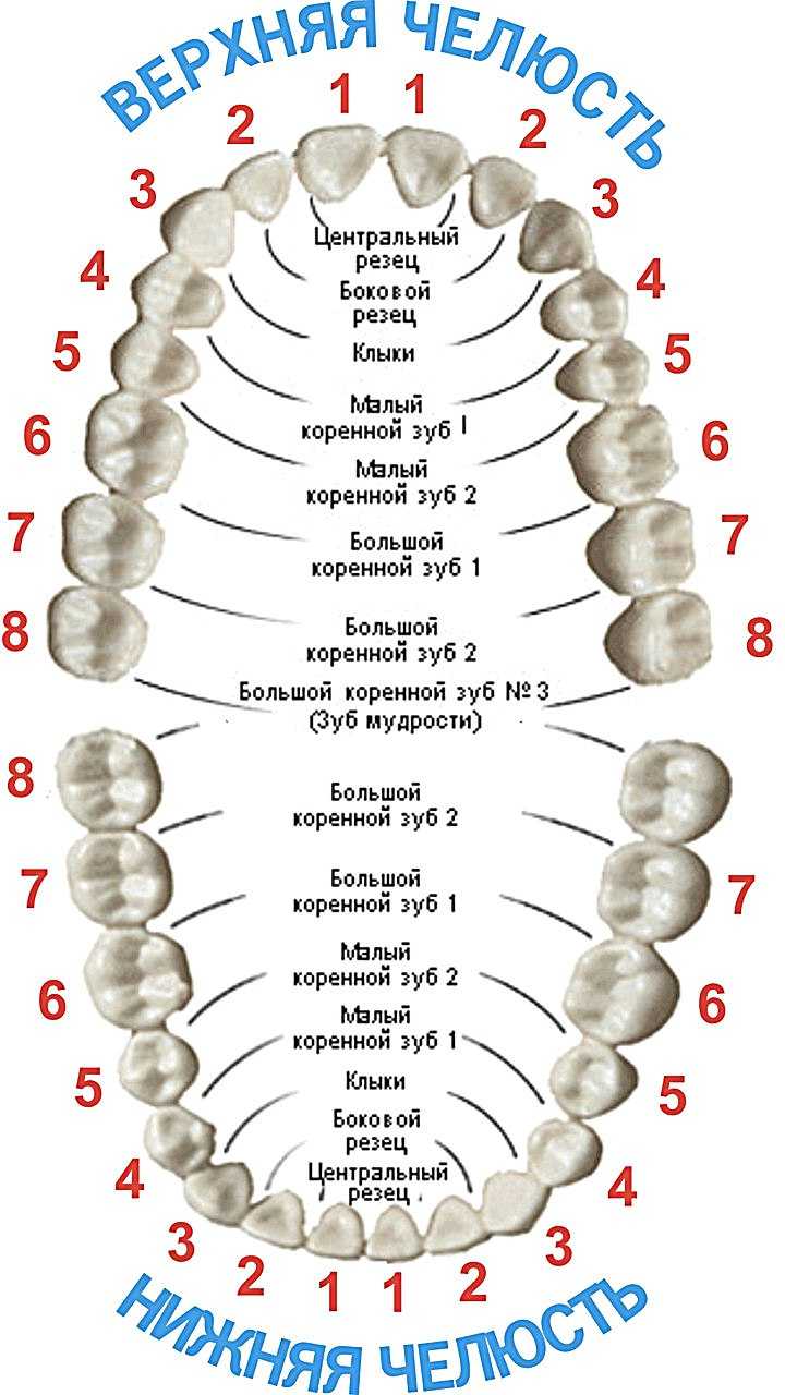 Счет зубов в стоматологии у взрослых