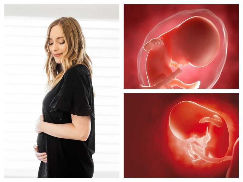 Изменения в организме на 12-й акушерской неделе беременности