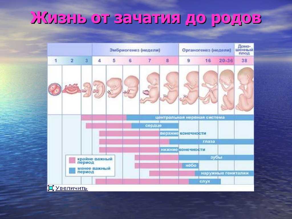 Недельный период. Беременность по неделям. Сроки беременности по неделям и месяцам. Первые дни беременности.
