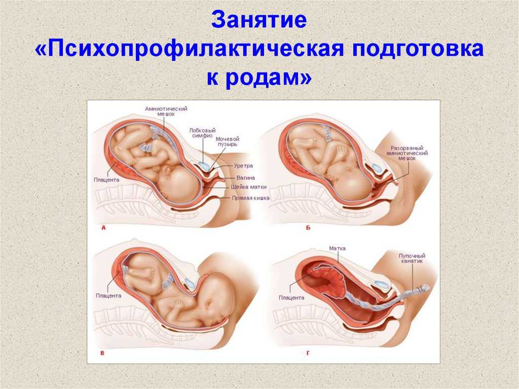 Подготовка шейки матки к родам | уроки для мам