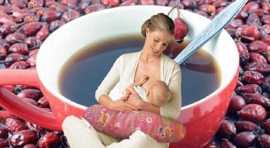 Можно ли пить мамам. Кофе при грудном вскармливании. Отвар шиповника на грудном вскармливании. Отвар шиповника при гв. Чай шиповник при грудном вскармливании.