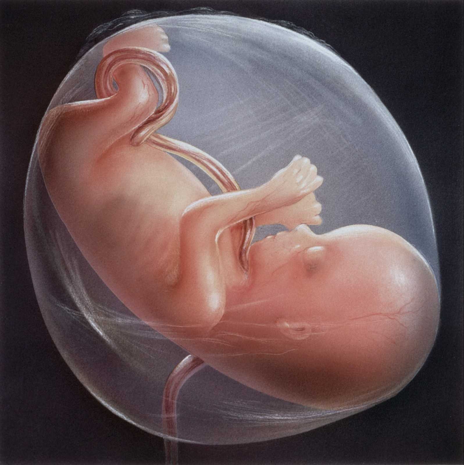 Как дышит ребенок в утробе матери? чем дышит малыш в животе у мамы