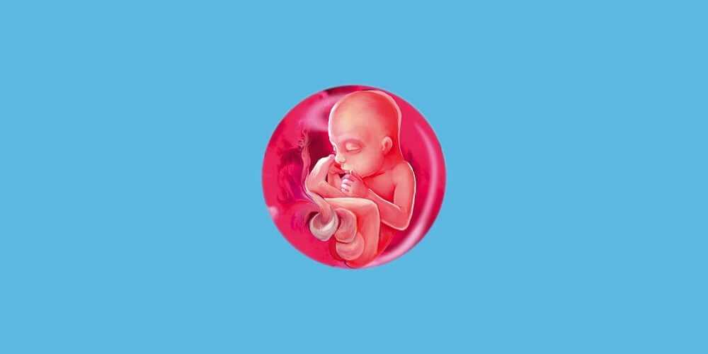 26 неделя беременности развитие плода (17 фото): выглядит малыш, происходит, ребенок, вес, 25, расположен