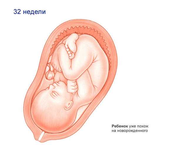 31 неделя беременности – это сколько месяцев, что происходит с малышом? развитие, вес ребенка на 31 неделе беременности