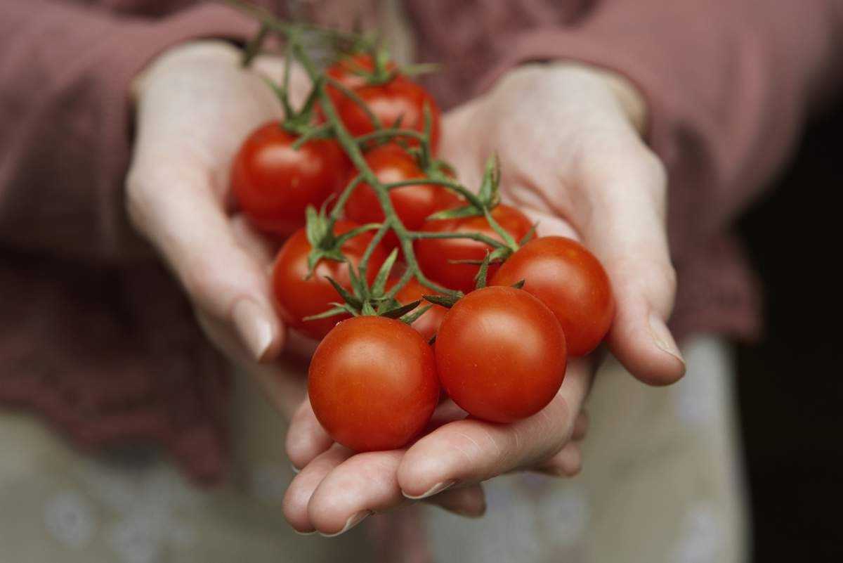 Можно ли беременным кушать помидоры?