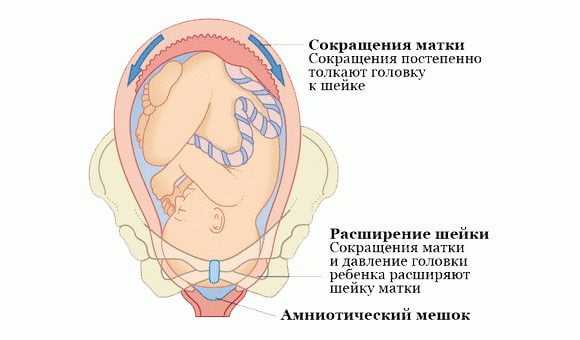 Свечи с папаверином при беременности : инструкция по применению | компетентно о здоровье на ilive
