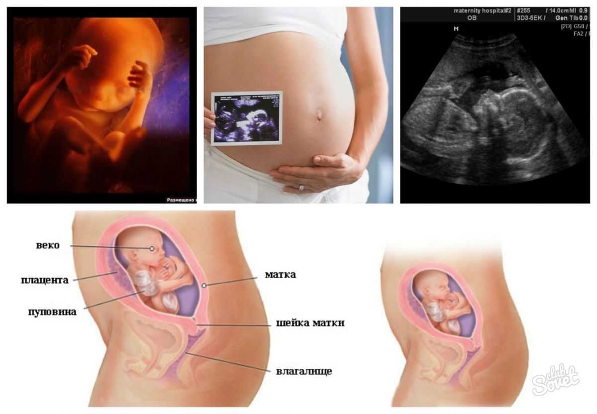 12 неделя беременности – полное описание, фото, узи