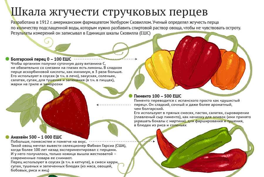Болгарский перец: польза и вред для здоровья, калорийность