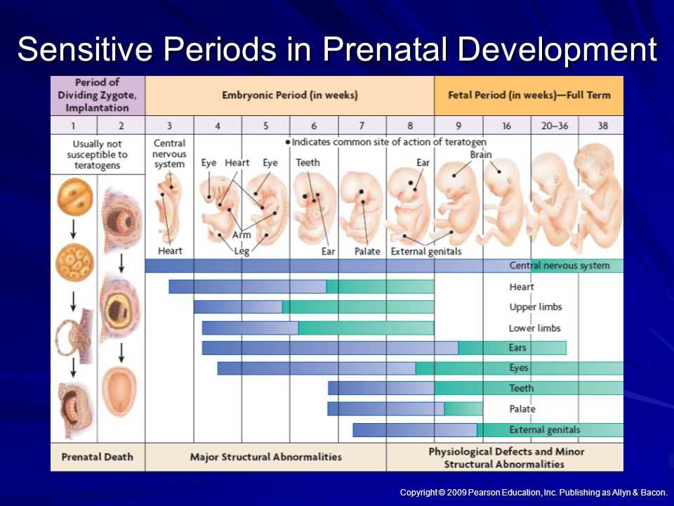 Изменения в развитии малыша и мамы на 18 неделе беременности Возможные отклонения и осложнения Рекомендации по образу жизни и питанию УЗИ на 18 неделе