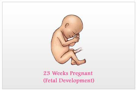 Развитие плода самочувствие беременной 23 неделя беременности: особенности Анализы осмотр Возможные патологии заболевания Образ жизни на сроке 23 недели