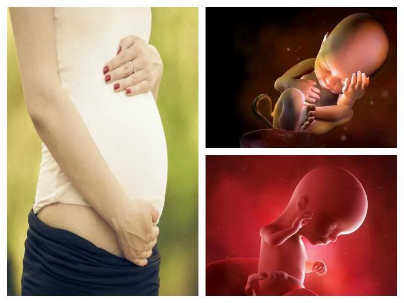 Беременность 17 недель – развитие плода и ощущения женщины