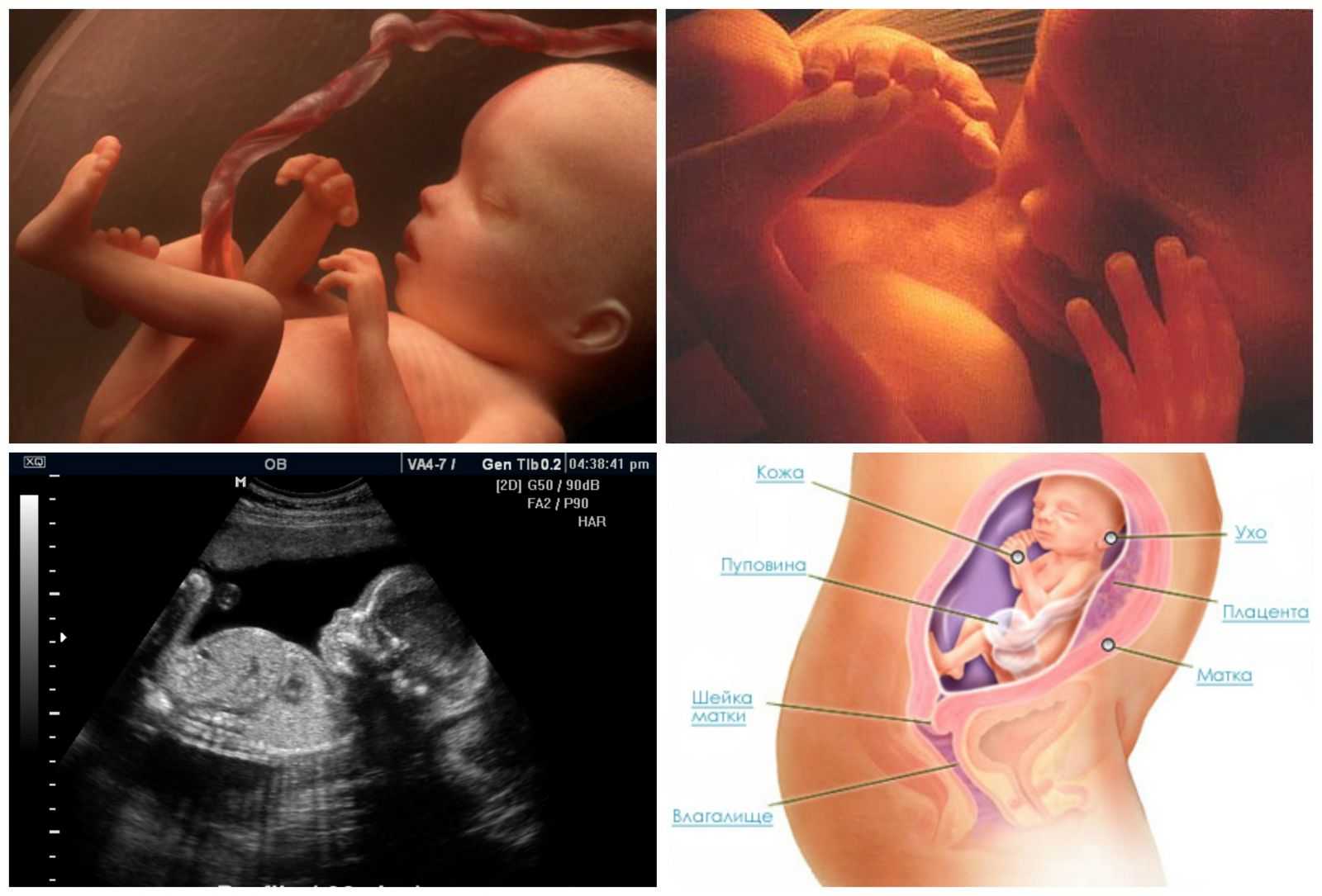 25 неделя беременности: что происходит с малышом и мамой, фото, развитие плода