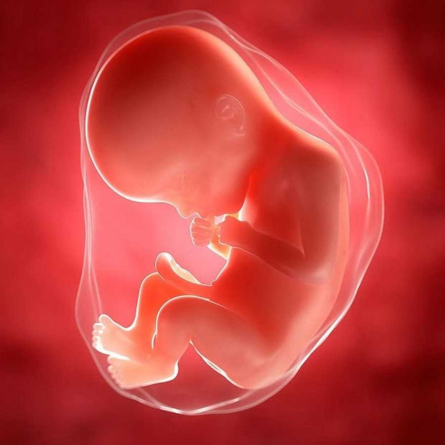 Ребенок в утробе матери / развитие плода человека