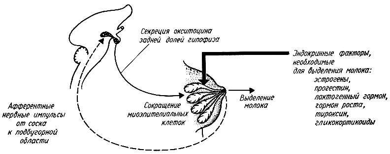 Схема прекращения гв