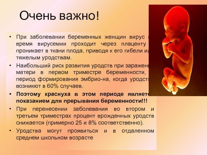 Влияние заболеваний на беременность. Влияние вируса краснухи на плод. Влияние краснухи на плод при беременности.