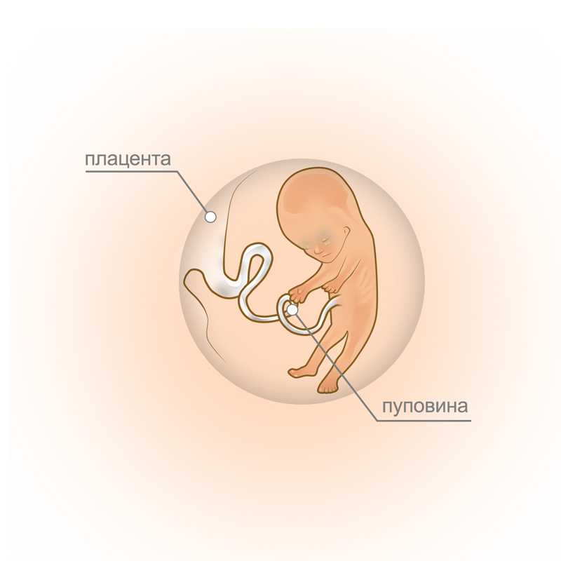 11 неделя беременности - что происходит с малышом и мамой? развитие плода и ощущения в животе