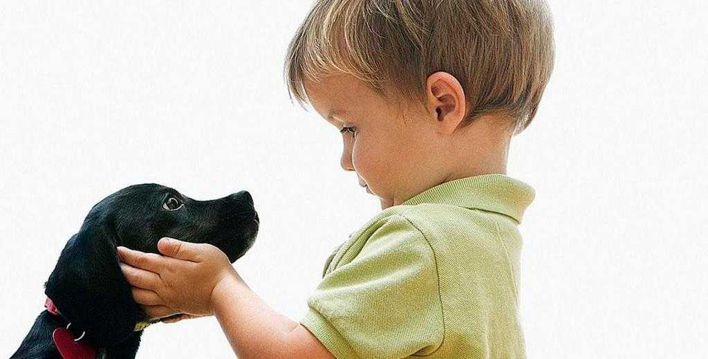 Ребенок просит собаку: что делать, почему дети этого хотят и какую породу выбрать