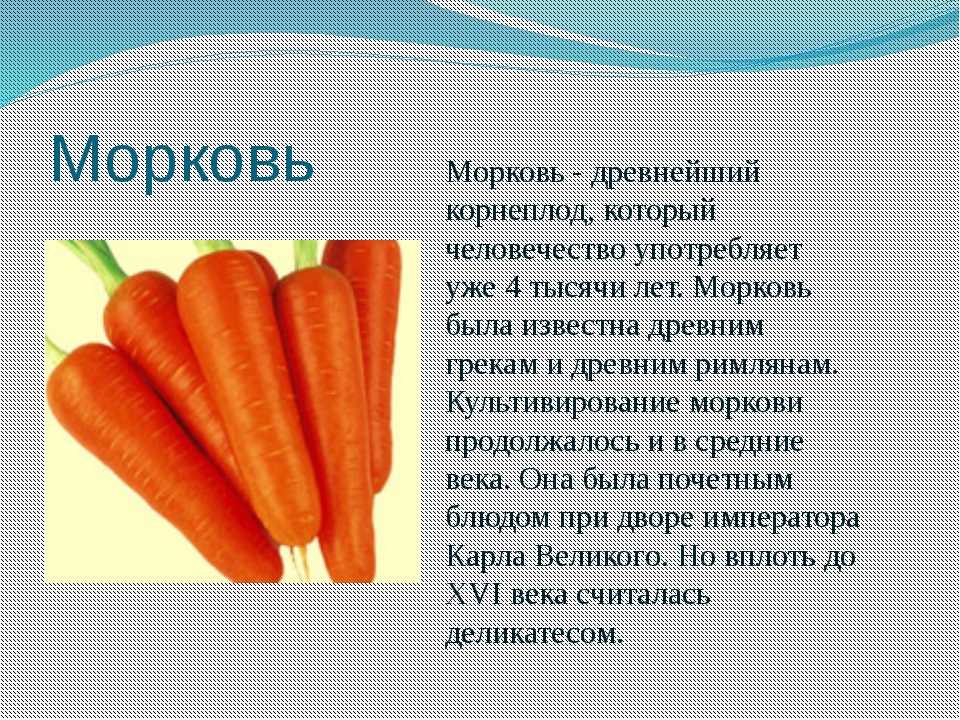 описание семени моркови