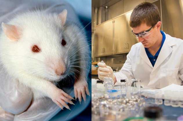 Лабораторные герои: можно ли обойтись без экспериментов на животных?