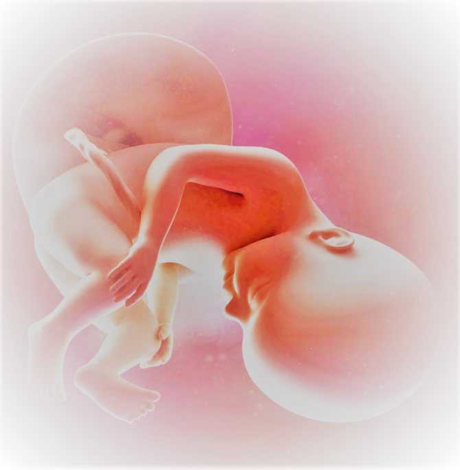 Определение беременности расчёт срока 5 неделя беременности Развитие плода в 5 недель Самочувствие мамы и возможные осложнения Образ жизни и питание