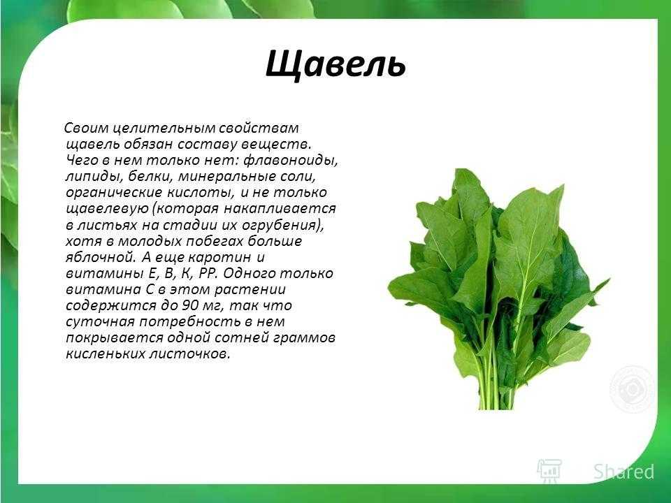 Щавель какие слова. Щавель. Щавель описание растения. Чем полезен щавель для организма. Щавель витамины.