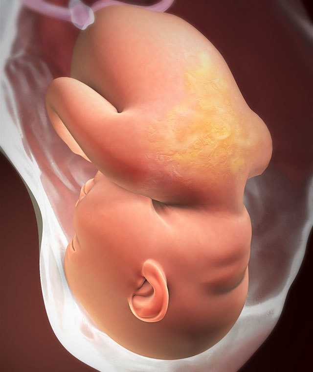 31 неделя беременности: что происходит с малышом и мамой, фото, развитие плода