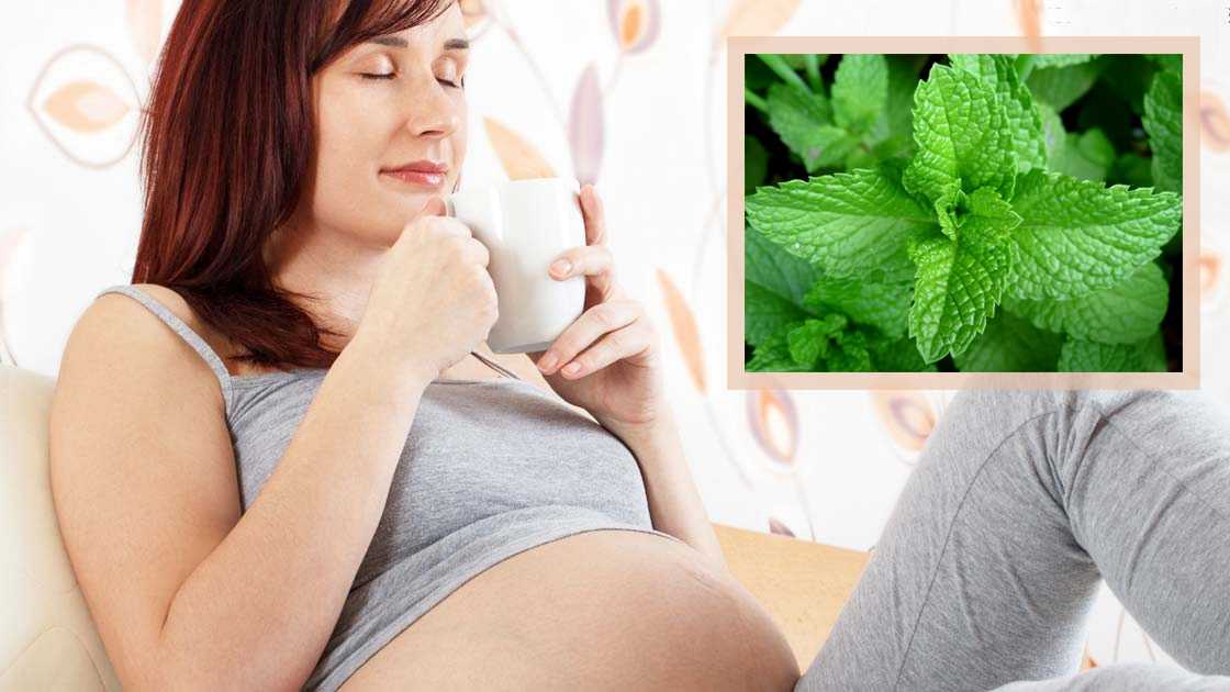 Мята при беременности: можно ли беременным пить чай с мятой на ранних сроках, во 2 и 3 триместрах? почему нельзя мелиссу и перечную мяту?