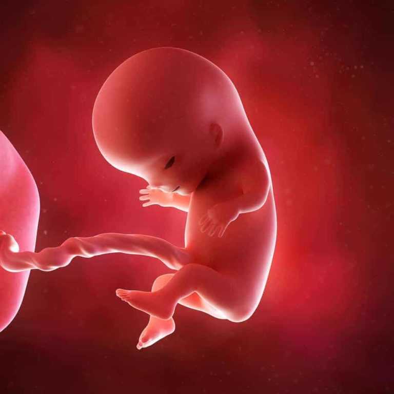 Как зарождается жизнь ребенка в утробе матери, и как развивается плод в первом, втором и третьем триместре по неделям с фото | qulady