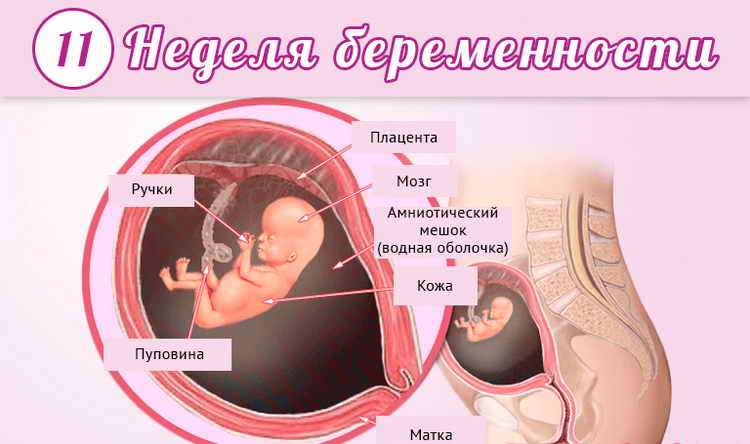 Тройной тест. как вовремя узнать о пороках развития плода. анализы на патологии при беременности