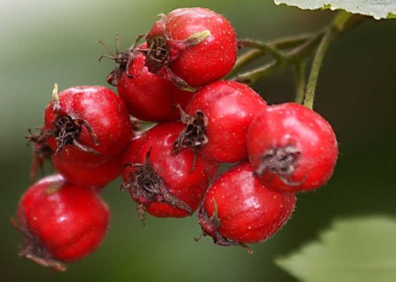Боярышник — полезные свойства и противопоказания настойки, чая, или отвара из свежих или сушеных плодов