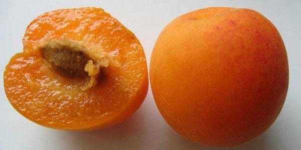 Польза и вред абрикосовых косточек для женщин, мужчин, при беременности