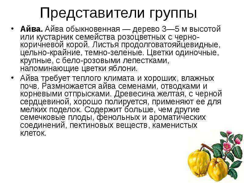 Айва: польза и вред для здоровья, калорийность, как правильно употреблять
