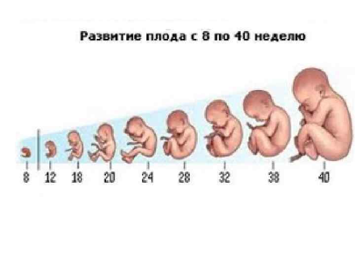 20 неделя беременности: фото живота, вес ребенка и развитие
