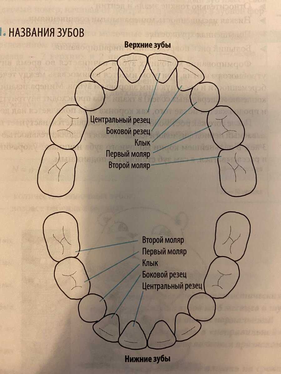 Название зубов у человека