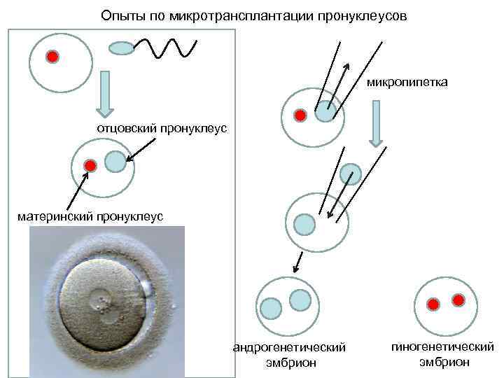 Материнство устанавливается схема