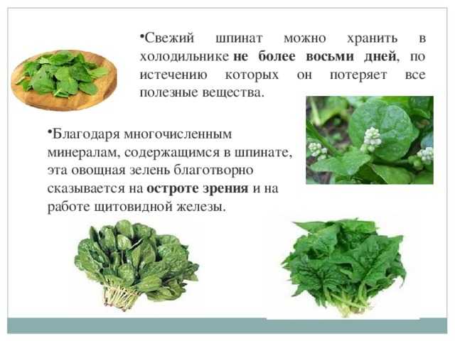 Как употреблять шпинат в пищу, на какие продукты этот овощ похож по вкусу, что с ним делать, куда добавлять и как правильно есть, как выглядит такая зелень на фото? русский фермер