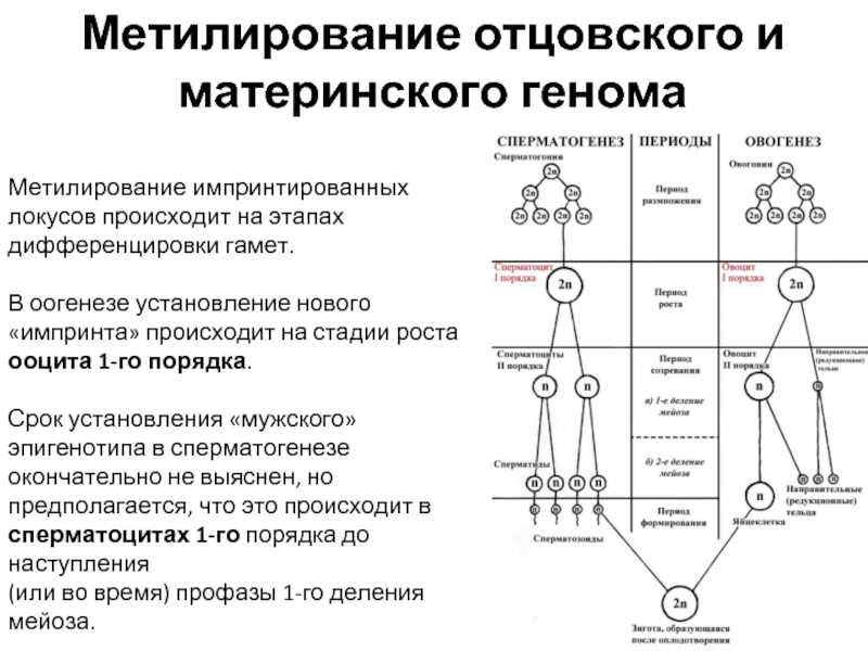 Психология материнства и отцовства презентация