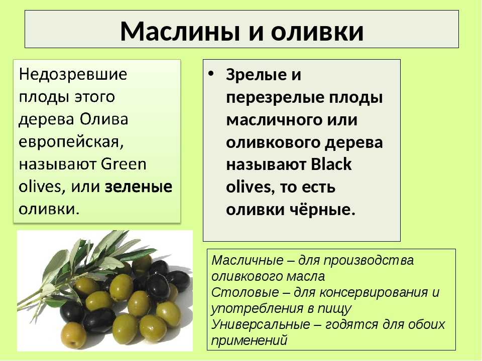 Польза оливок и маслин